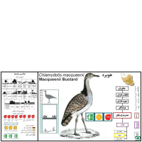 گونه هوبره Macqueenii Bustard